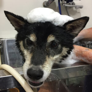 シャンプーしば