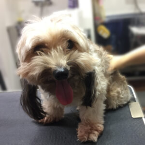 よろしくミックス