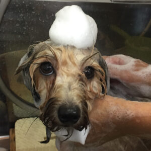 シャンプーミックス