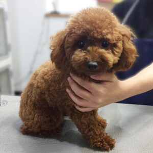 よろしくトイプー