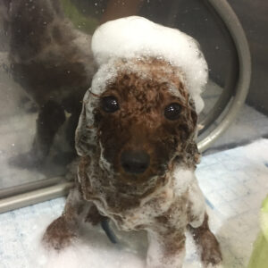 シャンプートイプー