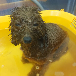 お風呂トイプー