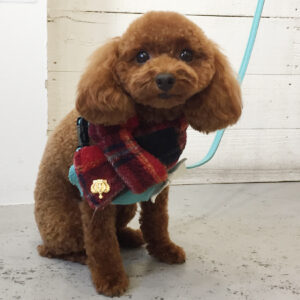 仕上がりトイプー