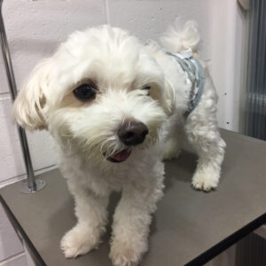 よろしくミックス