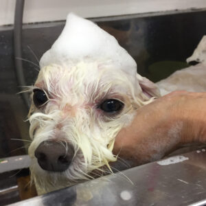 シャンプーミックス