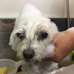 シャンプーマルチーズ