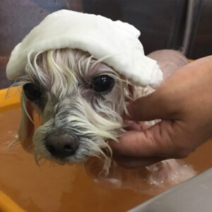 お風呂マルチーズ