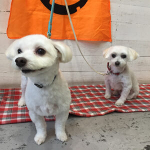 仕上がりミックス&マルチーズ