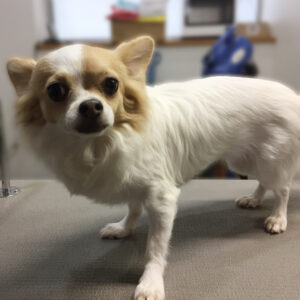 よろしくチワワ