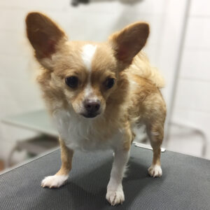 よろしくチワワ