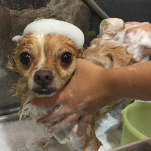 シャンプーチワワ