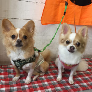 仕上がりチワワ