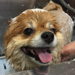 シャンプーポメ