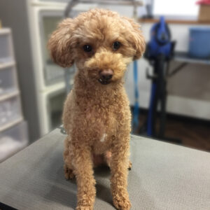 よろしくトイプー