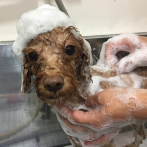 シャンプートイプー