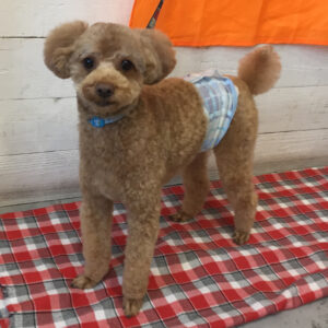 仕上がりトイプー