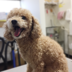 よろしくトイプー