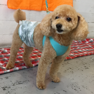 マルちゃん施術後