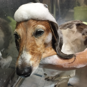 空ちゃんシャンプー中