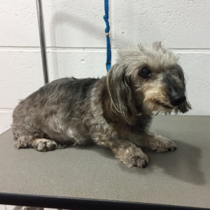 アムちゃんカット前