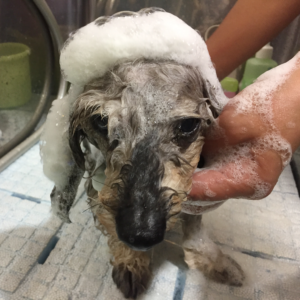 アムちゃんシャンプー中