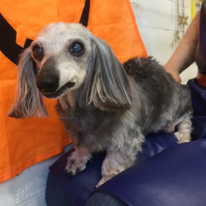 アムちゃん施術後