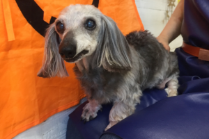 アムちゃんアイキャッチ