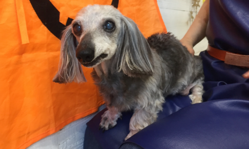 アムちゃんアイキャッチ