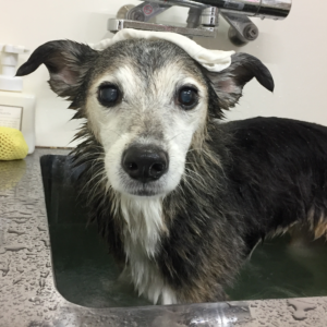 チロちゃんスパ中