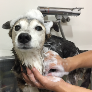 チロちゃんシャンプー中