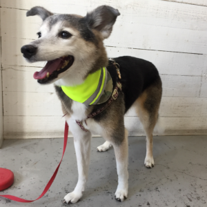 チロちゃん施術後