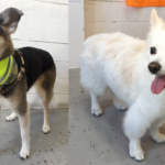 チロちゃんリサちゃんアイキャッチ