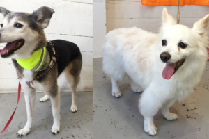 チロちゃんリサちゃんアイキャッチ