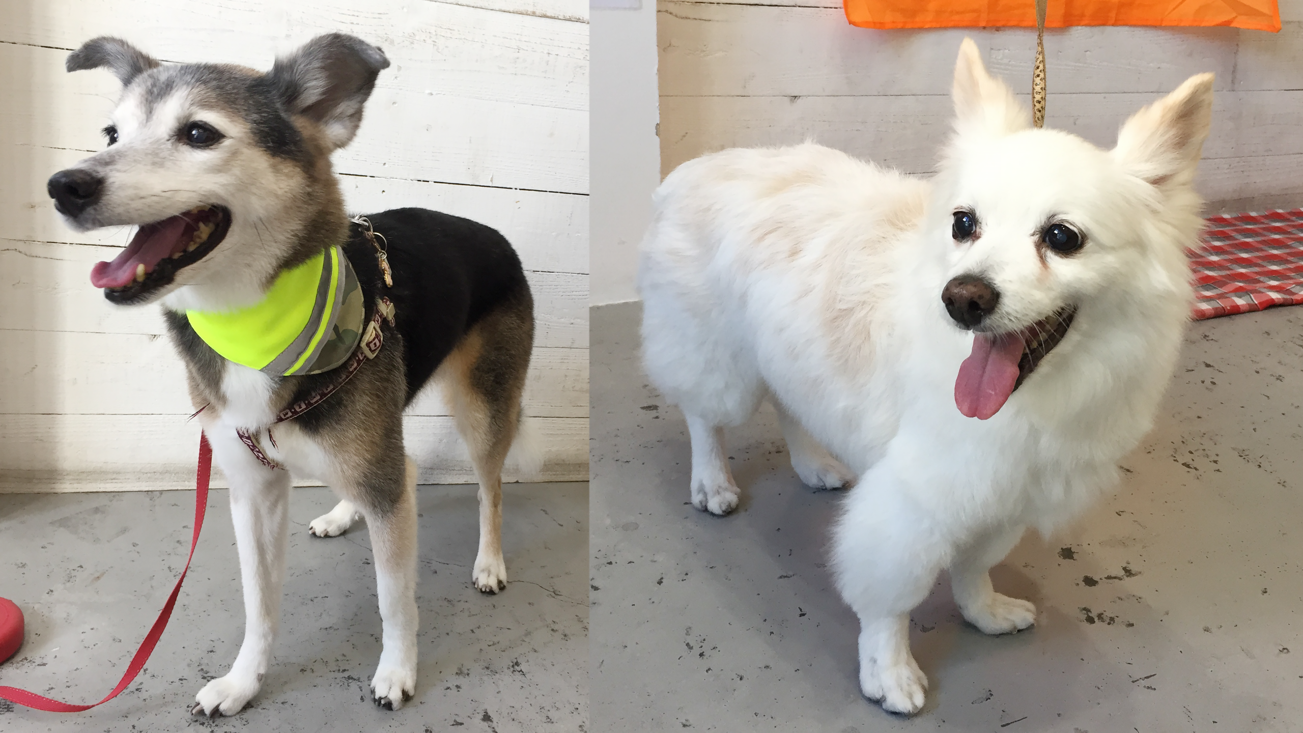 チロちゃんリサちゃんアイキャッチ