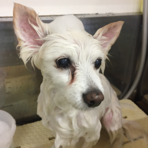 リサちゃんシャンプー中