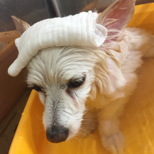 リサちゃんスパ中