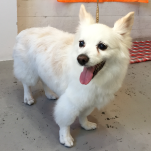 リサちゃん施術後