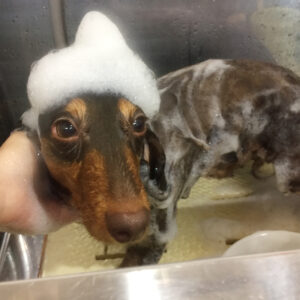 シャンプーダックス