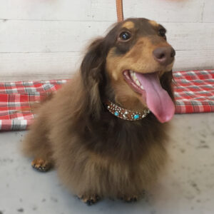 仕上がりダックス