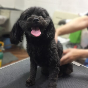 よろしくミックス