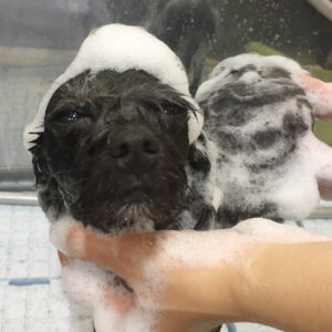 シャンプーミックス