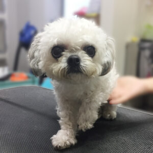 よろしくミックス