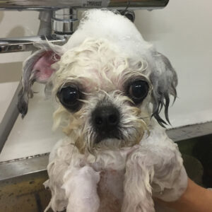 シャンプーミックス