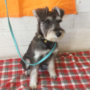 仕上がりMシュナ