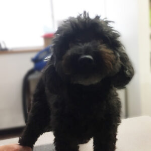 よろしくトイプー