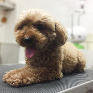 よろしくトイプー