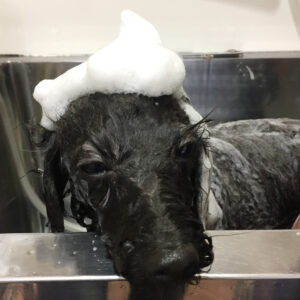 シャンプートイプー