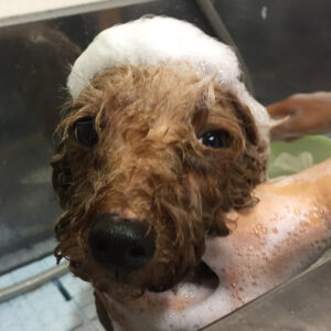 シャンプートイプー