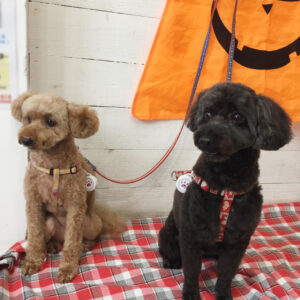 仕上がりトイプー