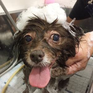 シャンプーミックス